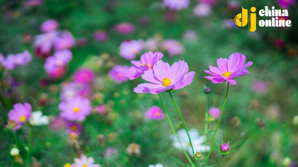 格桑花开
